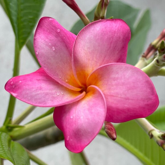 Meet your Posher, Evie - Picture 1 of 3